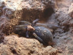 Haplodrassus dalmatensis