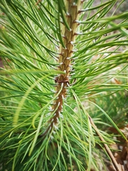 Pinus