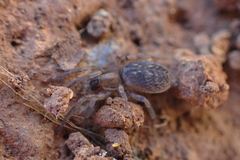 Haplodrassus dalmatensis