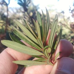 Comarostaphylis