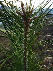Pinus