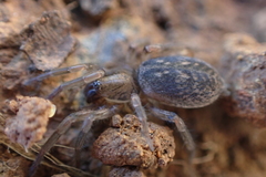 Haplodrassus dalmatensis