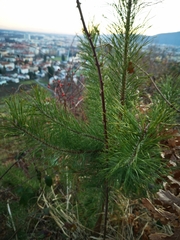 Pinus