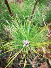 Pinus