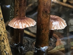 Mycena belliarum