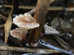 Mycena belliarum