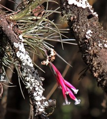 Tillandsia tenuifolia