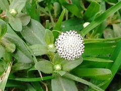Spilanthes leiocarpa