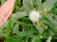 Spilanthes leiocarpa