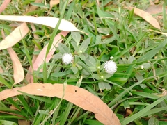 Spilanthes leiocarpa
