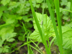 Rhigognostis interrupta