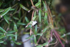 Scaphyglottis prolifera