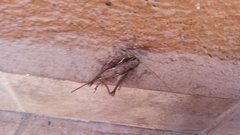 Parapholidoptera