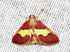 Bostra xanthorhodalis