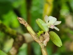Scaphyglottis prolifera