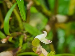Scaphyglottis prolifera