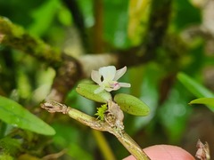 Scaphyglottis prolifera