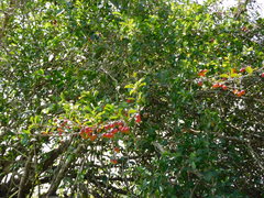 Casearia aculeata