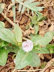 Spilanthes leiocarpa