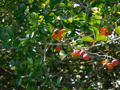 Casearia aculeata