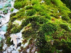 Orthotrichum anomalum