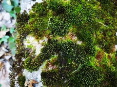 Orthotrichum anomalum