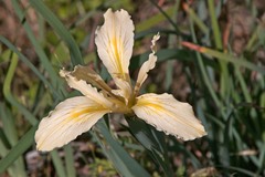 Iris fernaldii