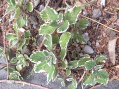 Coleus forsteri