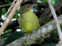 Chlorocichla flaviventris flaviventris