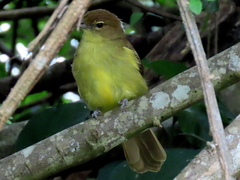 Chlorocichla flaviventris flaviventris