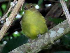 Chlorocichla flaviventris flaviventris