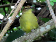 Chlorocichla flaviventris flaviventris