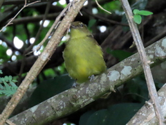 Chlorocichla flaviventris flaviventris
