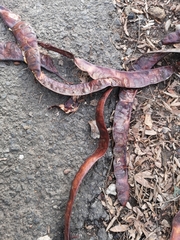 Gleditsia triacanthos