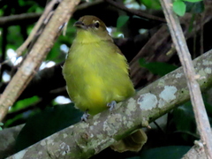 Chlorocichla flaviventris flaviventris