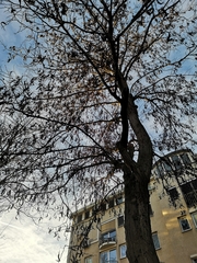 Gleditsia triacanthos