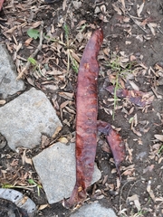 Gleditsia triacanthos