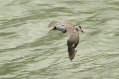 Ibidorhyncha struthersii