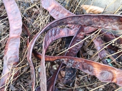 Gleditsia triacanthos