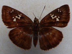 Quadrus cerialis