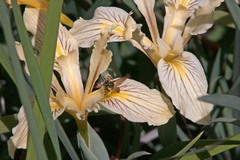 Iris fernaldii