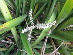 Wittmackia lingulata