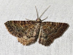 Horisme punctiscripta