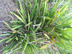 Wittmackia lingulata