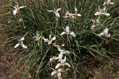 Iris fernaldii