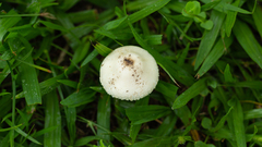 Chlorophyllum hortense