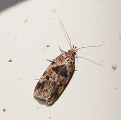 Barea melanodelta