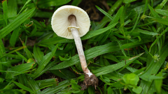 Chlorophyllum hortense