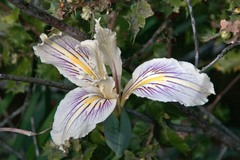 Iris fernaldii