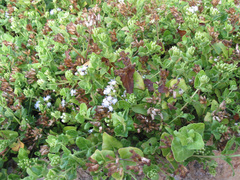 Chromolaena sinuata